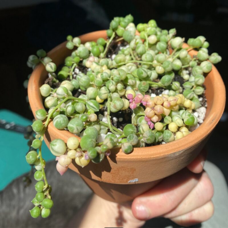 Variegated String Of Pearls Succulents Plants - Image 5