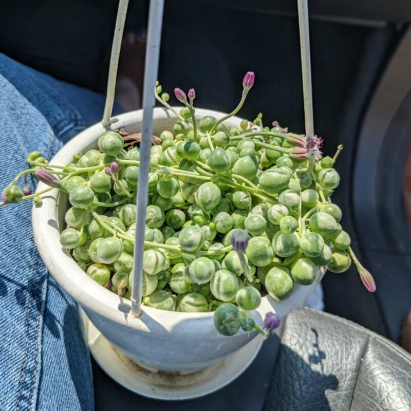 Variegated String Of Pearls Succulents Plants - Image 3