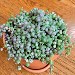 Alternative view of Variegated String Of Pearls Succulents Plants