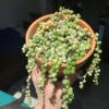 Variegated String Of Pearls Succulents Plants