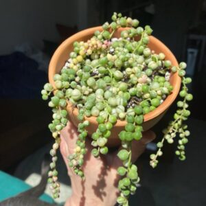 Variegated String Of Pearls Succulents Plants