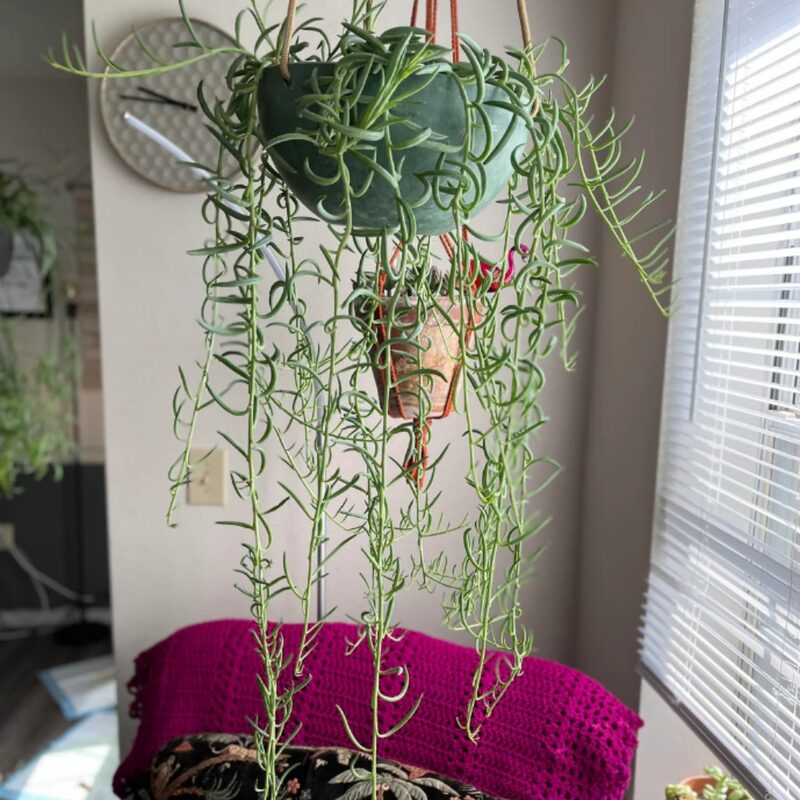 String Of Bananas Succulents Plants - Image 6