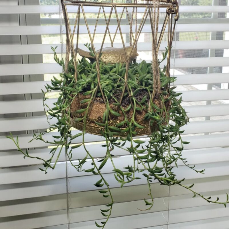 String Of Bananas Succulents Plants - Image 4