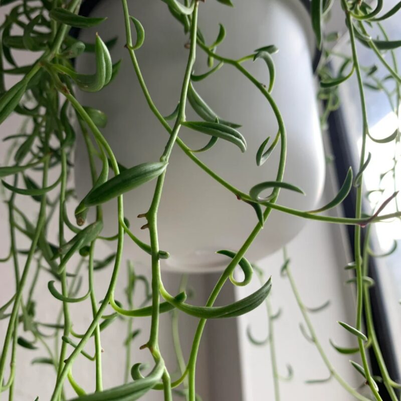 String Of Bananas Succulents Plants - Image 5