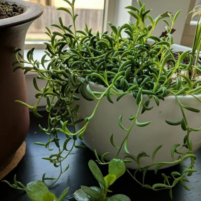 String Of Bananas Succulents Plants - Image 3