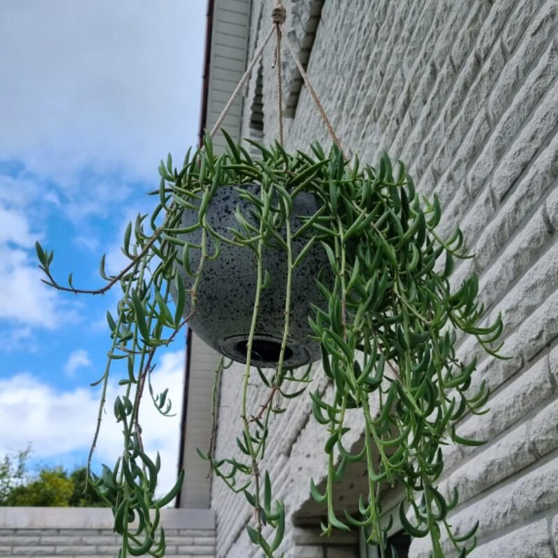 String Of Bananas Succulents Plants - Image 2