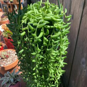 String Of Bananas Succulents Plants