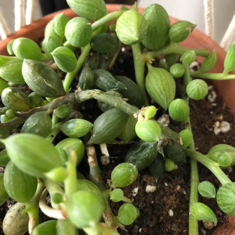 String Of Watermelon Succulents Plants - Image 5