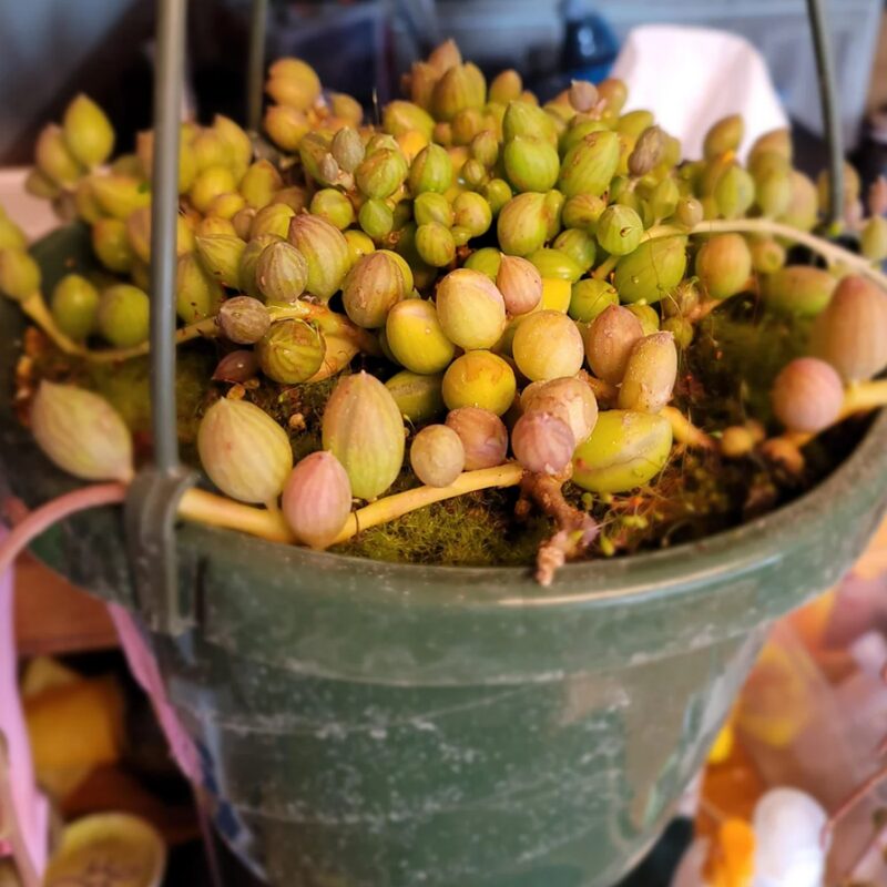 String Of Watermelon Succulents Plants - Image 4