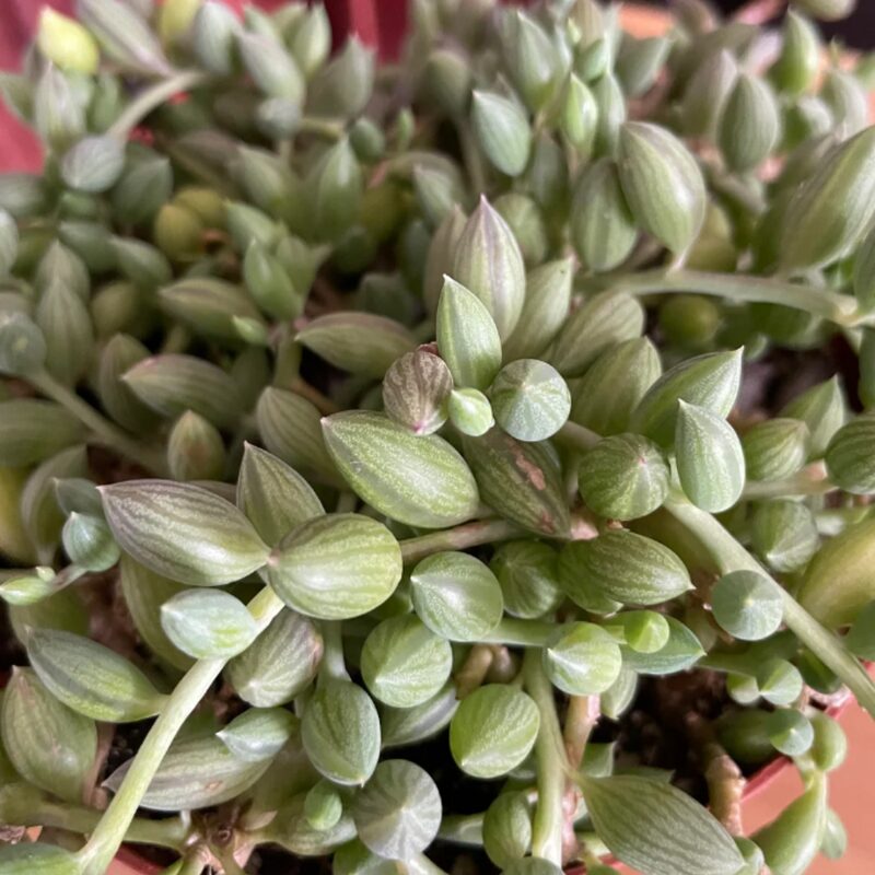 String Of Watermelon Succulents Plants - Image 3