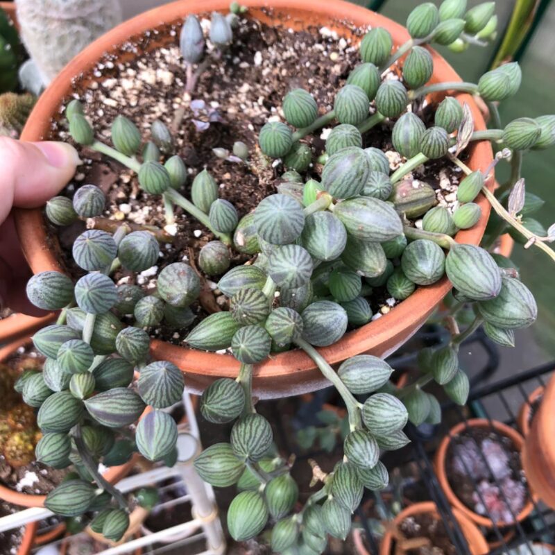 String Of Watermelon Succulents Plants - Image 2