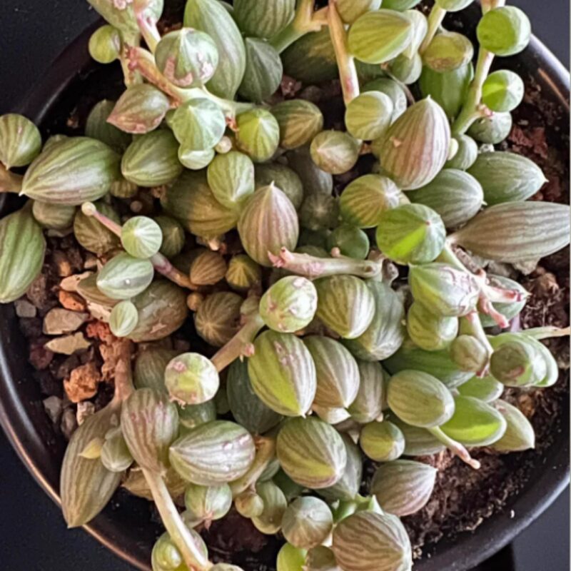 String Of Watermelon Succulents Plants