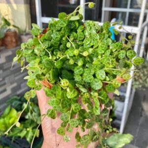 String Of Turtles Succulents Plants