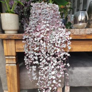 String Of Succulents Plants