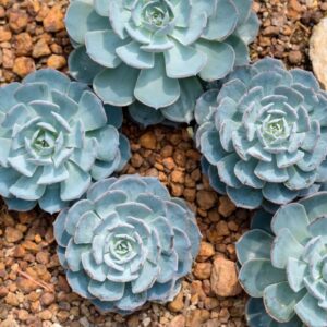 Alternative view of Echeveria Dusty Rose Succulent Plants
