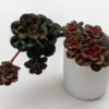 Echeveria Chroma Multiple Heads Succulent Plants