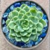 Echeveria Lime And Chile Succulent Plants