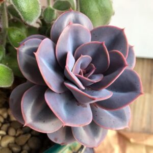 Alternative view of Echeveria Perle Von Nurnberg Succulent Plants