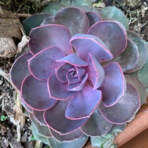 Echeveria Perle Von Nurnberg Succulent Plants