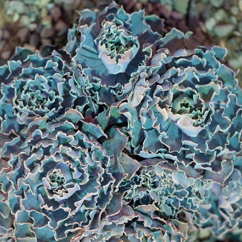 Echeveria Shaviana Succulent Plants - Image 5