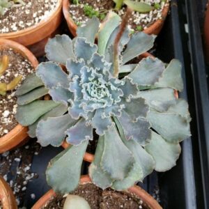 Alternative view of Echeveria Shaviana Succulent Plants