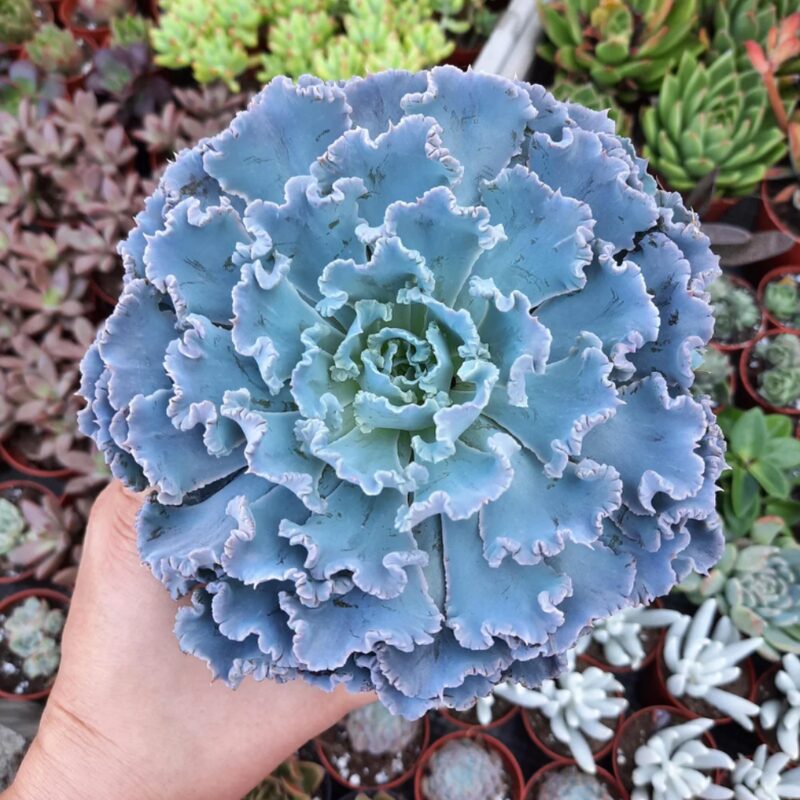 Echeveria Shaviana Succulent Plants - Image 3