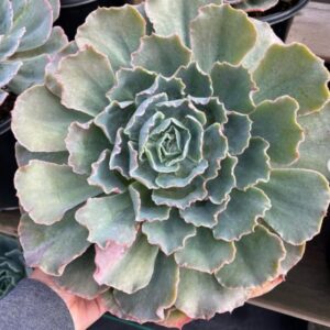 Echeveria Shaviana Succulent Plants