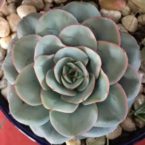 Echeveria Peaches and Cream Succulent Plants