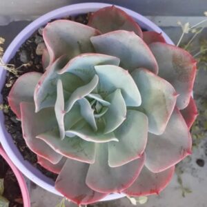 Alternative view of Echeveria Peaches and Cream Succulent Plants