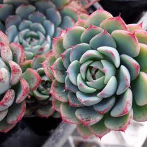Alternative view of Echeveria Minima Succulent Plants