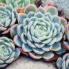 Echeveria Minima Succulent Plants