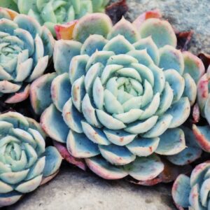 Echeveria Minima Succulent Plants