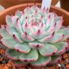 Echeveria Colorata Succulent Plants