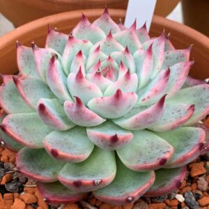 Echeveria Colorata Succulent Plants