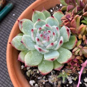 Alternative view of Echeveria Colorata Succulent Plants