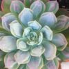 Echeveria Raindrops Succulent Plants
