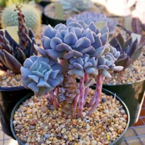 Alternative view of Echeveria Cubic Frost Succulent Plants