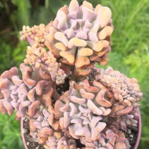 Echeveria Cubic Frost Succulent Plants