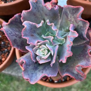 Alternative view of Echeveria Blue Curls Succulent Plants