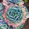 Echeveria Blue Curls Succulent Plants