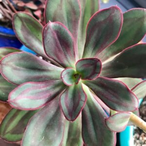 Alternative view of Echeveria Nodulosa Succulent Plants
