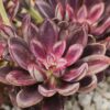 Echeveria Nodulosa Succulent Plants