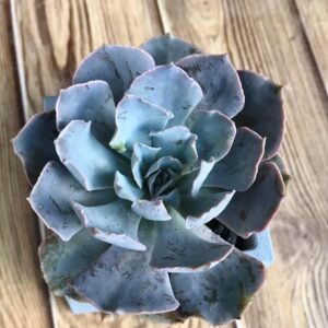 Alternative view of Echeveria Subsessilis Succulent Plants