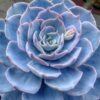 Echeveria Subsessilis Succulent Plants