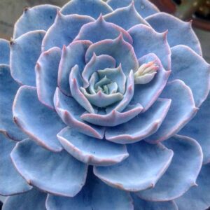 Echeveria Subsessilis Succulent Plants