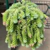 Sedum Plants