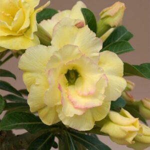 Alternative view of 2 Adenium Obesum Desert Rose Plants