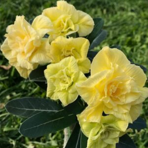 2 Adenium Obesum Desert Rose Plants