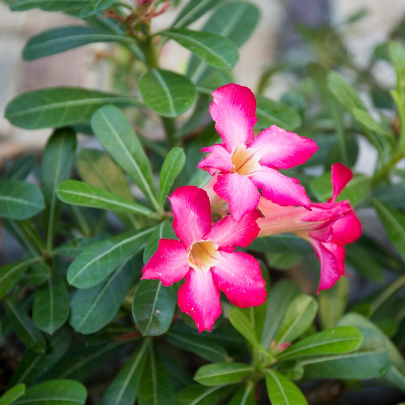 2 Adenium Desert Rose Plants - Image 5