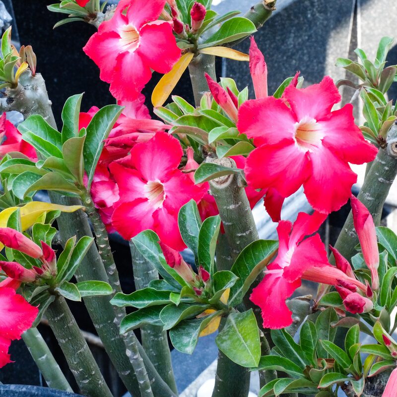 2 Adenium Desert Rose Plants - Image 3